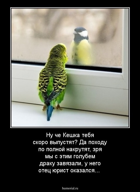 Ну че Кешка тебя скоро выпустят? Да походу по полной накрутят, зря мы с этим голубем драку завязали, у него отец юрист оказался...