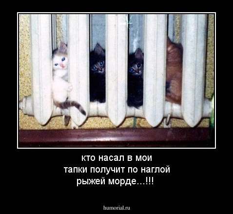 кто насал в мои тапки получит по наглой рыжей морде...!!!