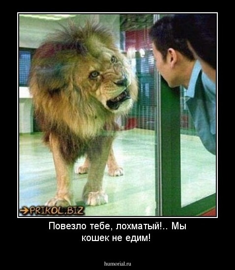 Повезло тебе, лохматый!.. Мы кошек не едим!
