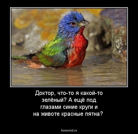 Доктор, что-то я какой-то зелёный? А ещё под глазами синие круги и на животе красные пятна?