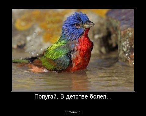 Попугай. В детстве болел...