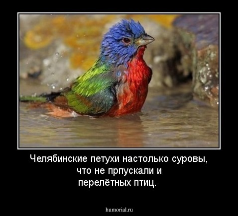 Челябинские петухи настолько суровы, что не прпускали и перелётных птиц.