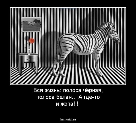 Вся жизнь: полоса чёрная, полоса белая... А где-то и жопа!!!