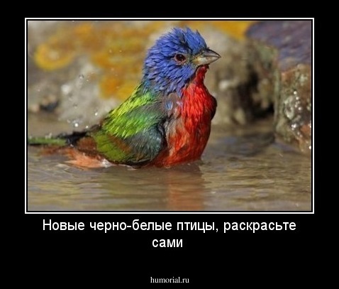 Новые черно-белые птицы, раскрасьте сами