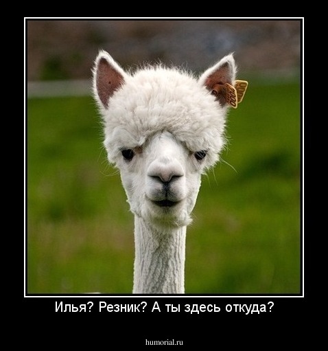 Илья? Резник? А ты здесь откуда?