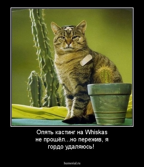 Опять кастинг на Whiskas не прошёл...но пережив, я гордо удаляюсь!