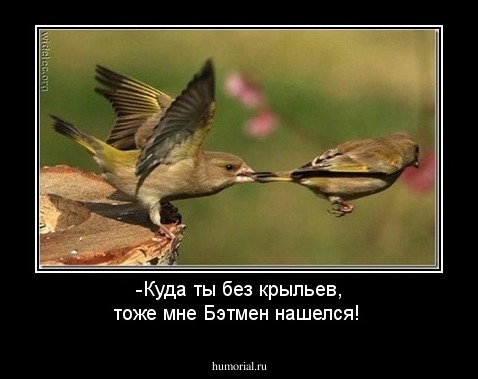 -Куда ты без крыльев, тоже мне Бэтмен нашелся!