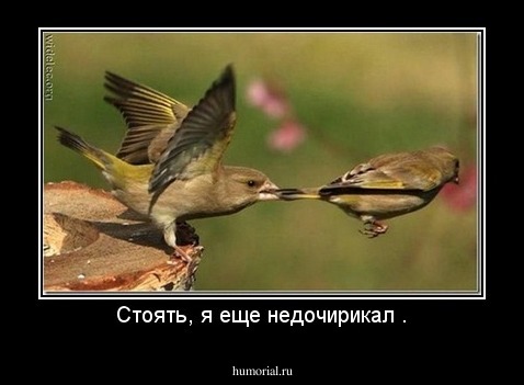 Стоять, я еще недочирикал .