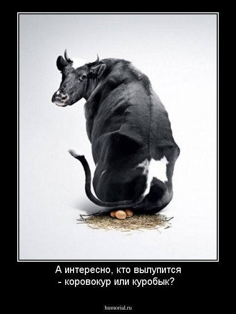 А интересно, кто вылупится - коровокур или куробык?