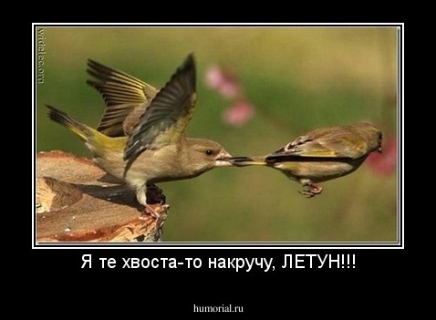 Я те хвоста-то накручу, ЛЕТУН!!!