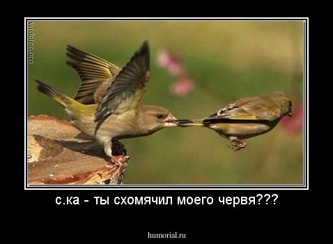 с.ка - ты схомячил моего червя???