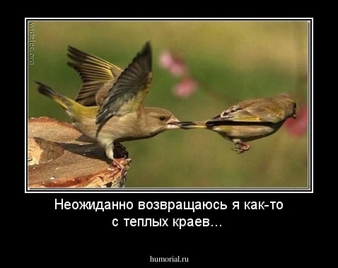 Неожиданно возвращаюсь  я как-то с теплых краев...