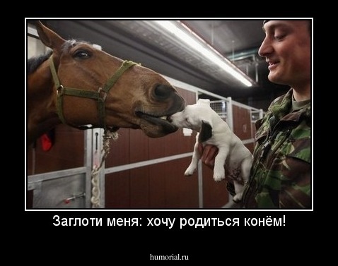 Заглоти меня: хочу родиться конём!