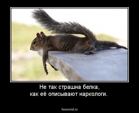 Не так страшна белка, как её описывают наркологи.