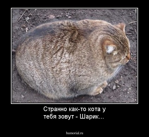 Странно как-то кота у тебя зовут - Шарик...