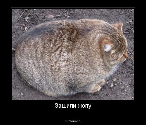 Зашили жопу