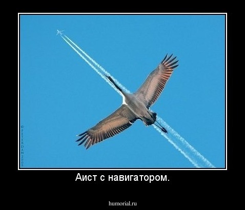 Аист с навигатором.