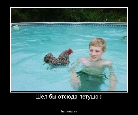 Шёл бы отсюда петушок!