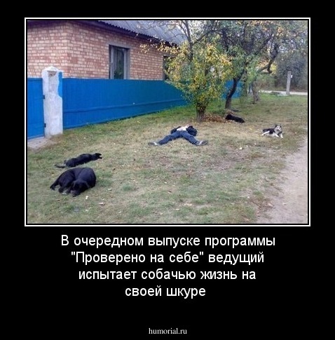 В очередном выпуске программы "Проверено на себе" ведущий  испытает собачью жизнь на своей шкуре