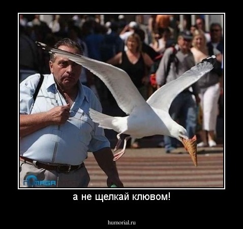а не щелкай клювом!