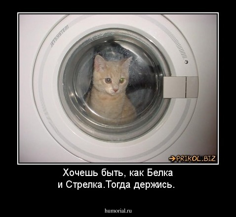 Хочешь быть, как Белка и Стрелка.Тогда держись.