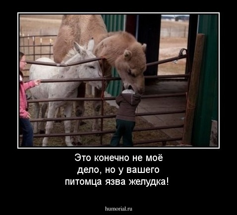 Это конечно не моё дело, но у вашего питомца язва желудка!