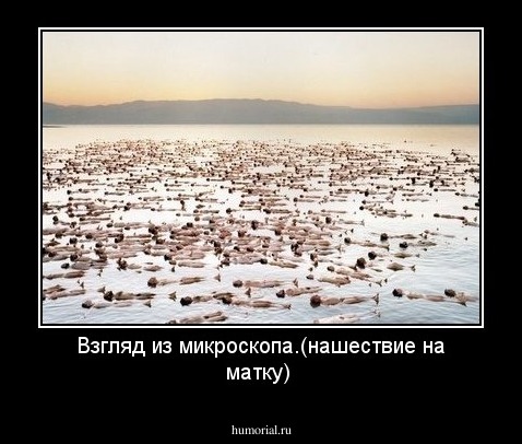 Взгляд из микроскопа.(нашествие на матку)