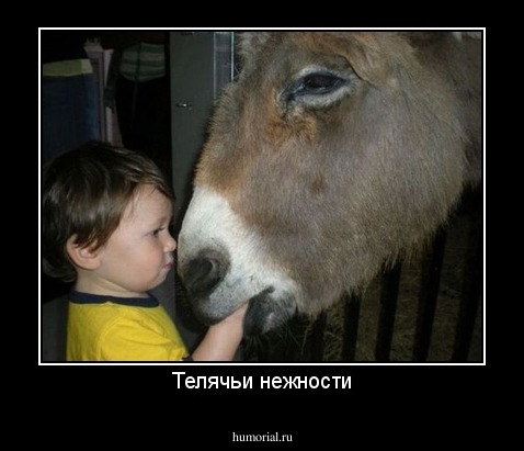Телячьи нежности