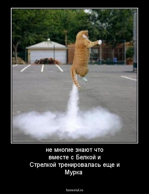 не многие знают что вместе с Белкой и Стрелкой тренировалась еще и Мурка