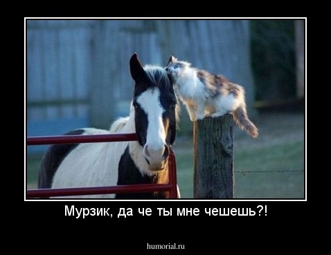 Мурзик, да че ты мне чешешь?!