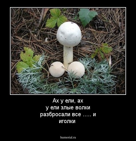  Ах у ели, ах у ели злые волки разбросали все ..... и  иголки 