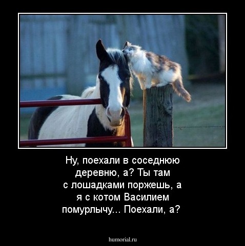Ну, поехали в соседнюю деревню, а? Ты там с лошадками поржешь, а я с котом Василием помурлычу... Поехали, а?