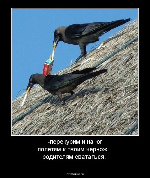 -перекурим и на юг полетим к твоим чернож... родителям свататься.