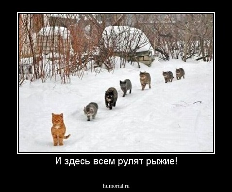 И здесь всем рулят рыжие!