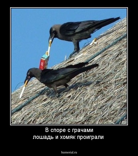 В споре с грачами лошадь и хомяк проиграли
