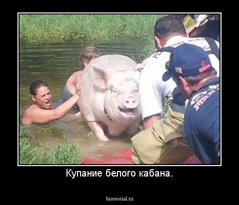 Купание белого кабана.