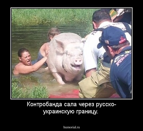 Контробанда сала через русско- украинскую границу.