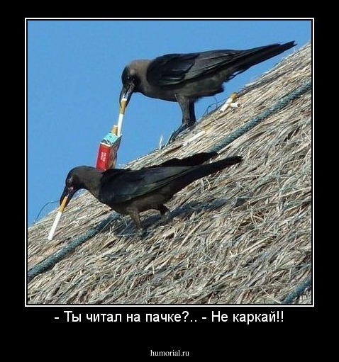 - Ты читал на пачке?.. - Не каркай!!