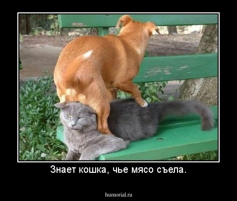 Знает кошка, чье мясо съела.