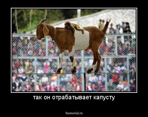 так он отрабатывает капусту