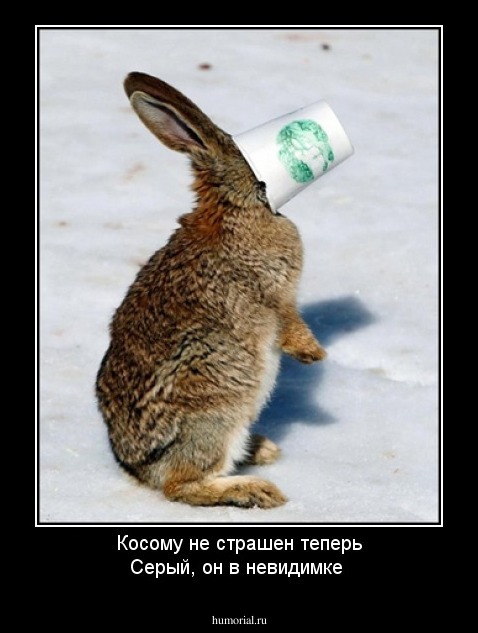 Косому не страшен теперь Серый, он в невидимке