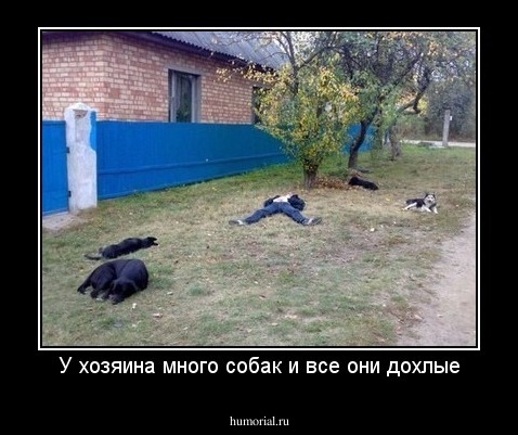 У хозяина много собак и все они дохлые