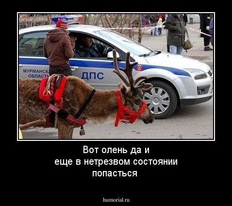 Вот олень да и еще в нетрезвом состоянии попасться