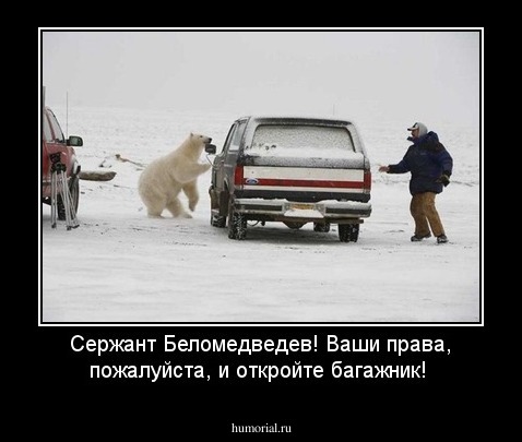 Сержант Беломедведев! Ваши права, пожалуйста, и откройте багажник!