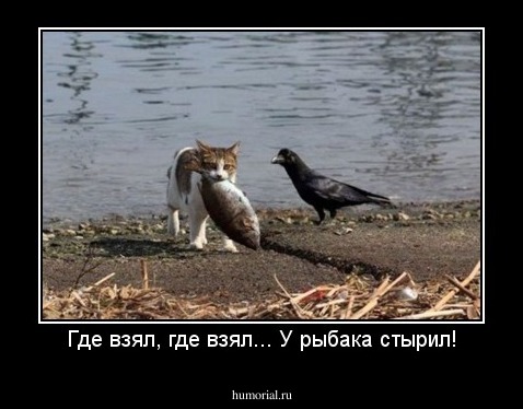 Где взял, где взял... У рыбака стырил!
