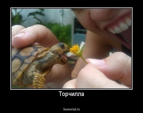 Торчилла