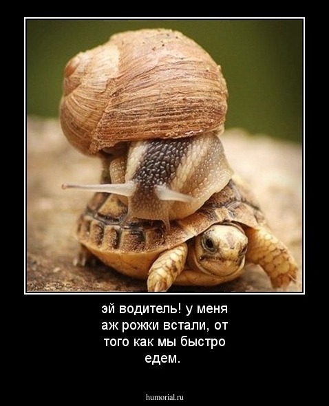 эй водитель! у меня аж рожки встали, от того как мы быстро едем.