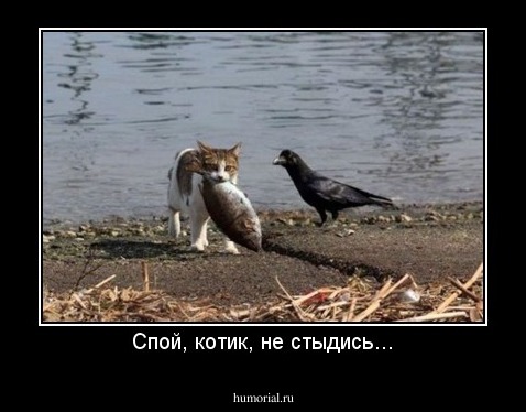 Спой, котик, не стыдись...