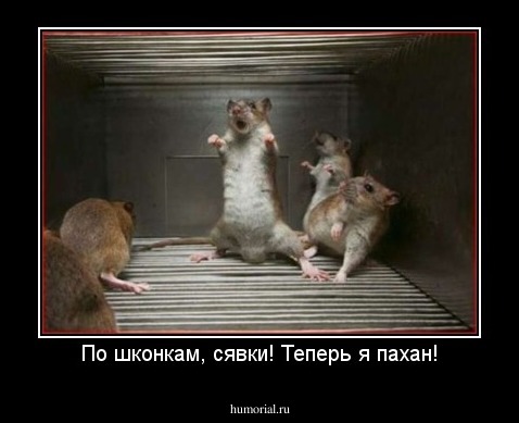 По шконкам, сявки! Теперь я пахан!