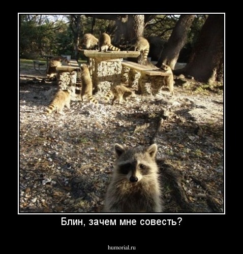 Блин, зачем мне совесть?